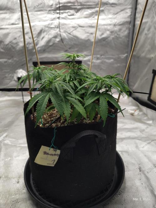 eternity grow cup 2026. Week 7