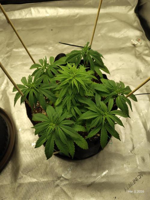 eternity grow cup 2026. Week 7