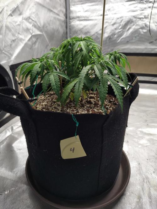 eternity grow cup 2026. Week 7