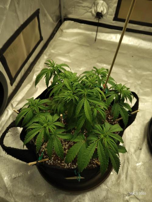 eternity grow cup 2026. Week 7