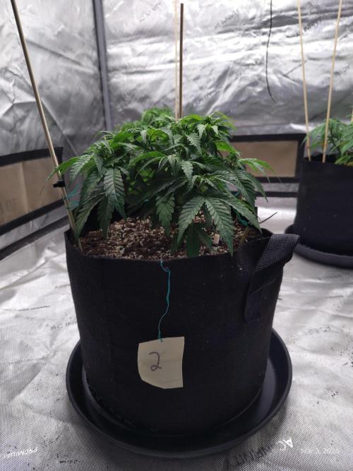 eternity grow cup 2026. Week 7
