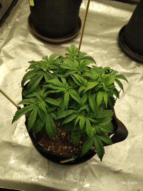 eternity grow cup 2026. Week 7