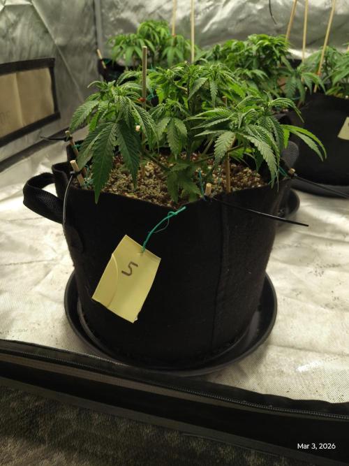 eternity grow cup 2026. Week 7