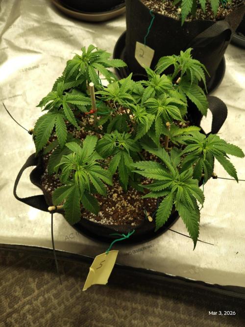 eternity grow cup 2026. Week 7