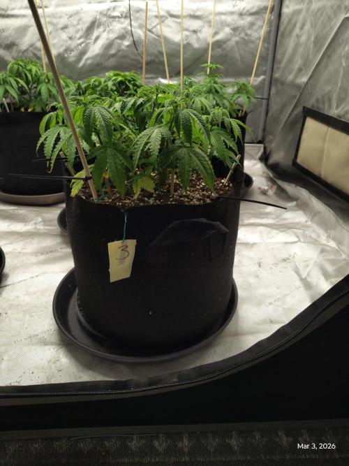 eternity grow cup 2026. Week 7