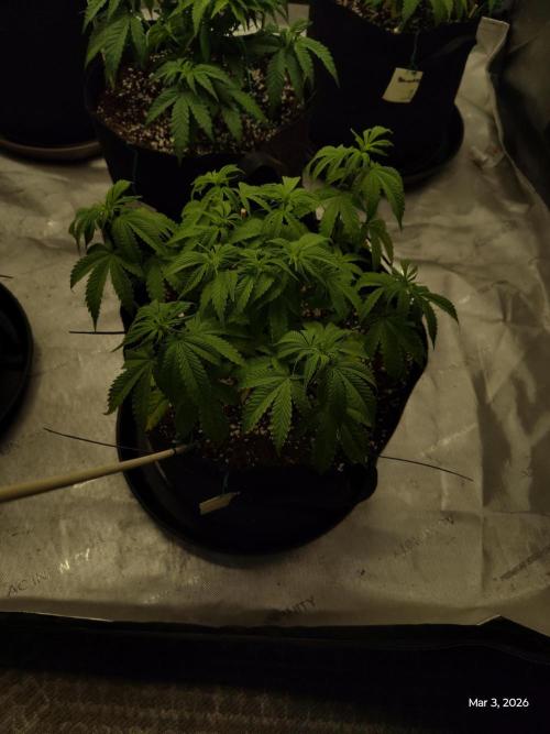 eternity grow cup 2026. Week 7