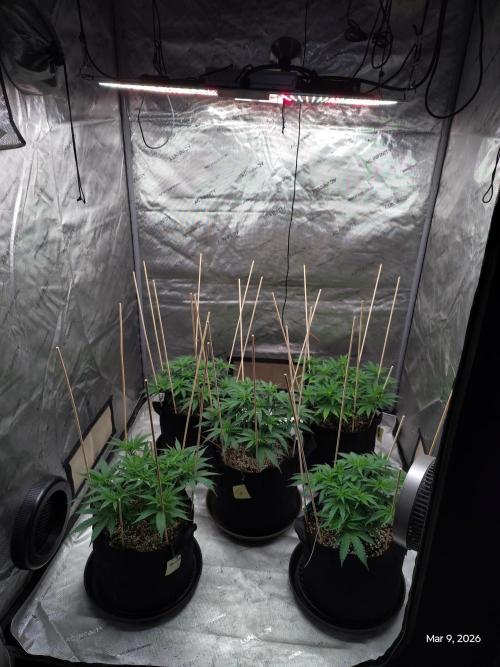 eternity grow cup 2026. Week 8