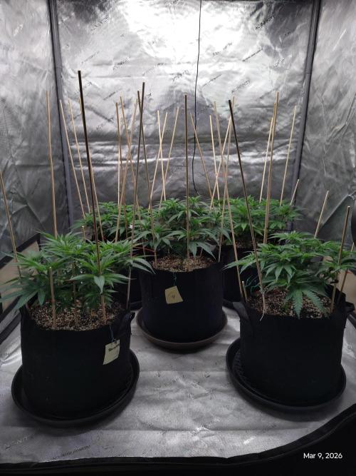 eternity grow cup 2026. Week 8