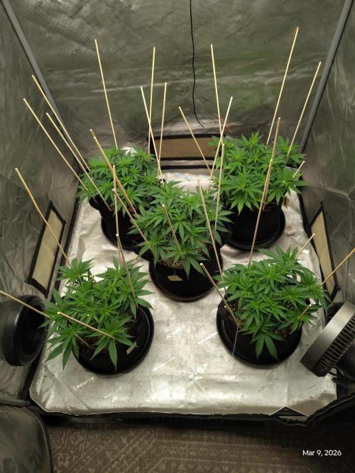 eternity grow cup 2026. Week 8