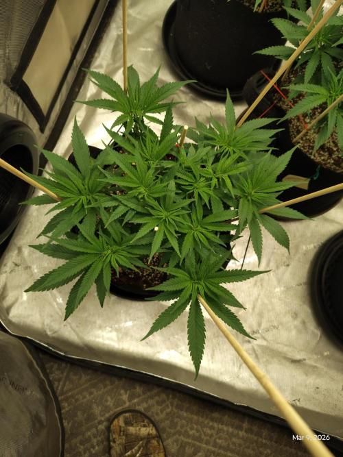 eternity grow cup 2026. Week 8