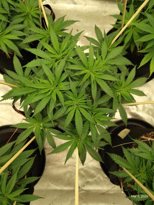 eternity grow cup 2026. Week 8