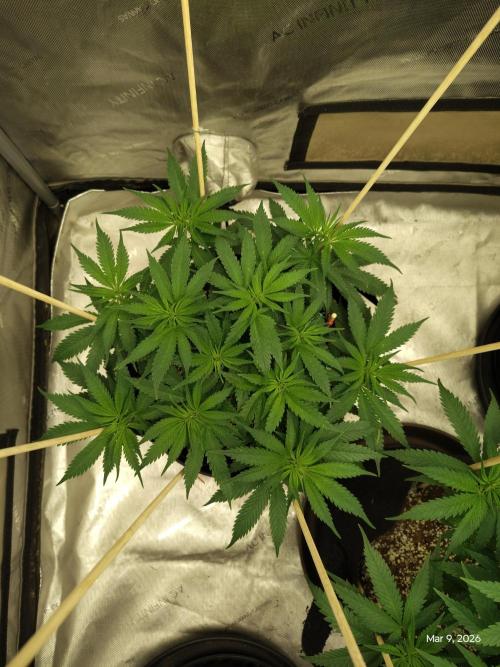 eternity grow cup 2026. Week 8