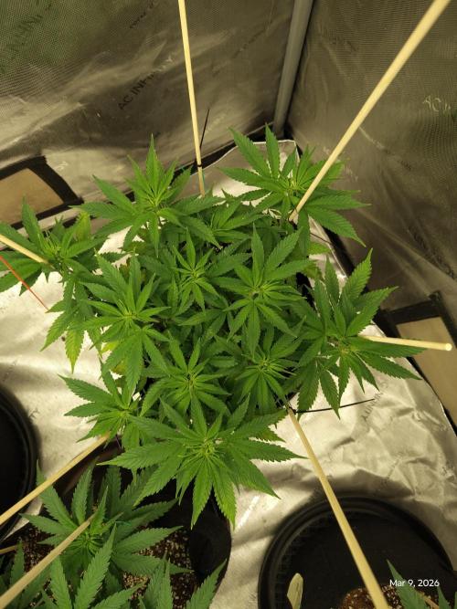 eternity grow cup 2026. Week 8