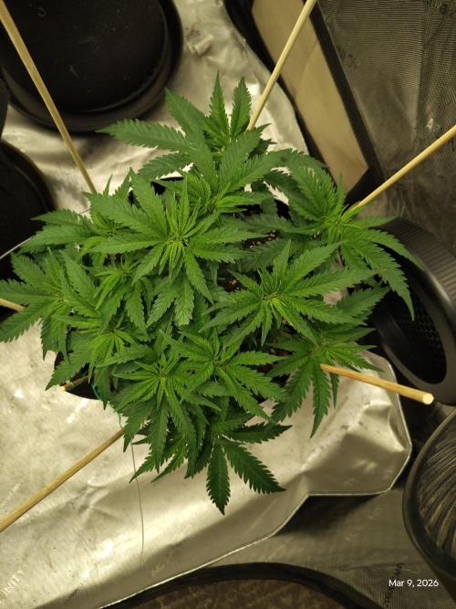 eternity grow cup 2026. Week 8