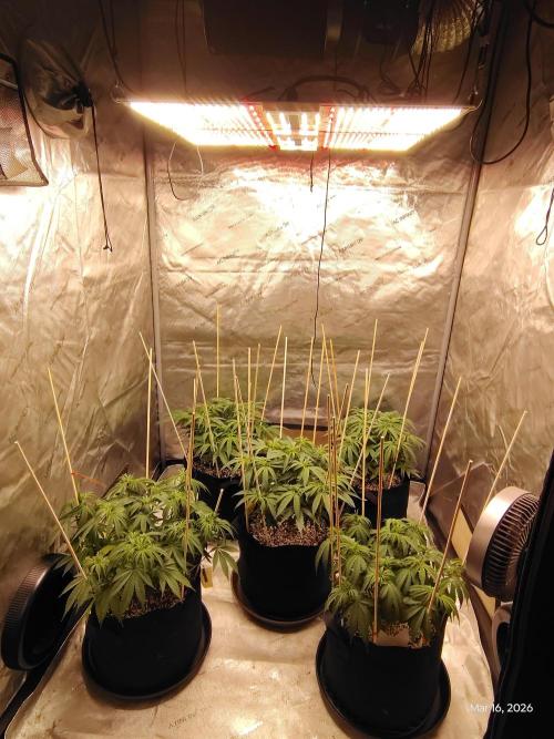 eternity grow cup 2026. Week 9