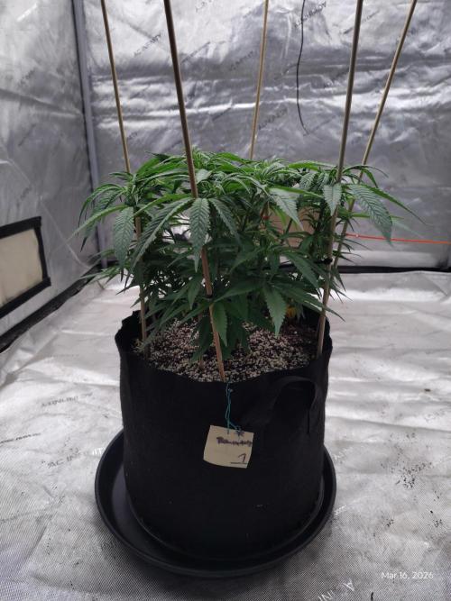 eternity grow cup 2026. Week 9