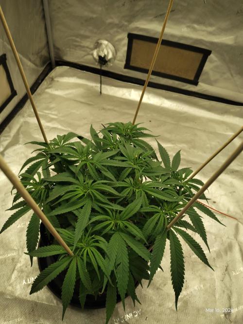 eternity grow cup 2026. Week 9