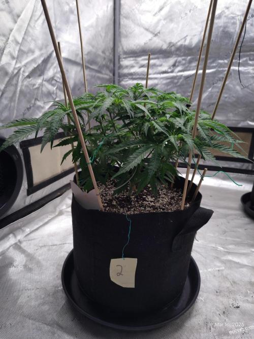 eternity grow cup 2026. Week 9