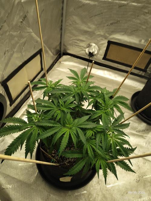 eternity grow cup 2026. Week 9