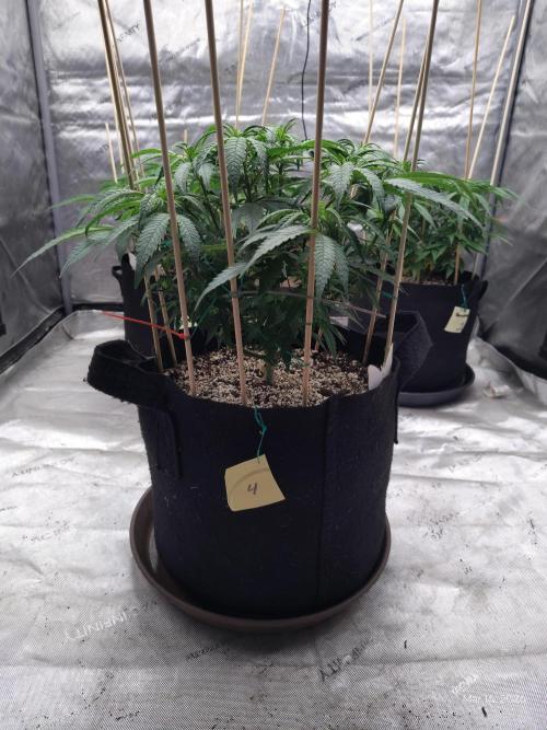 eternity grow cup 2026. Week 9