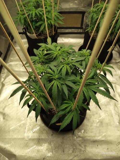 eternity grow cup 2026. Week 9
