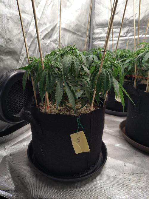 eternity grow cup 2026. Week 9