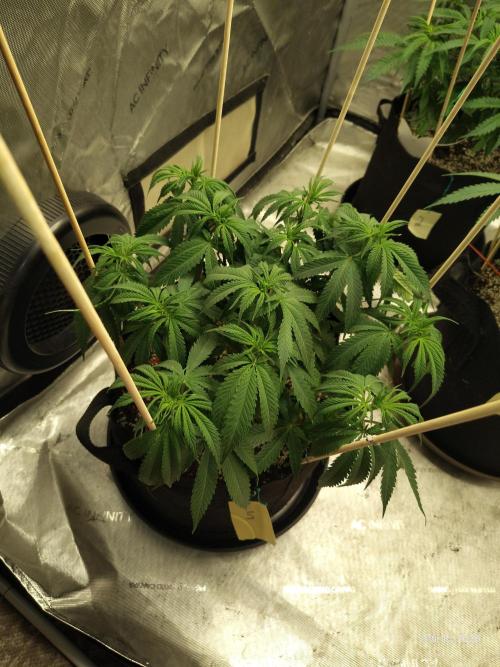 eternity grow cup 2026. Week 9