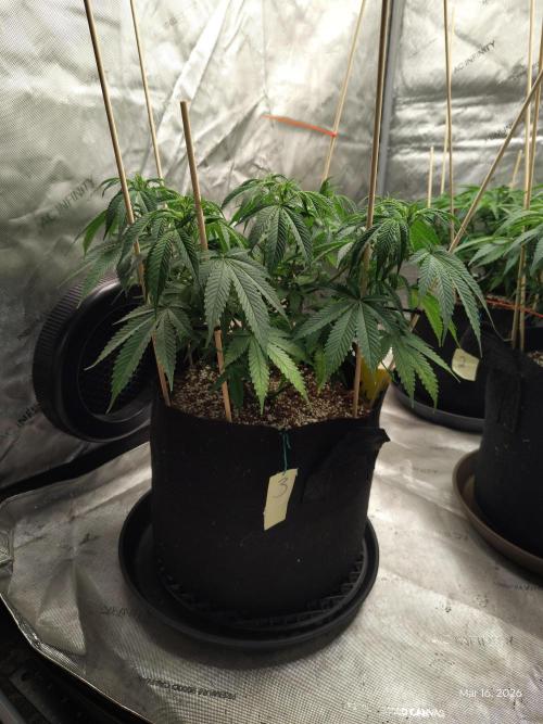 eternity grow cup 2026. Week 9