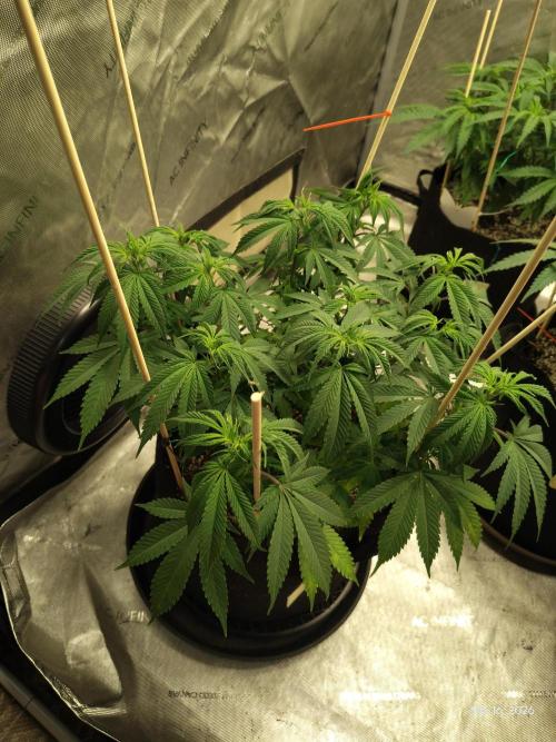 eternity grow cup 2026. Week 9