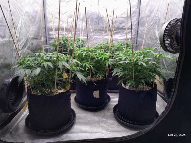 eternity grow cup 2026. Week 10