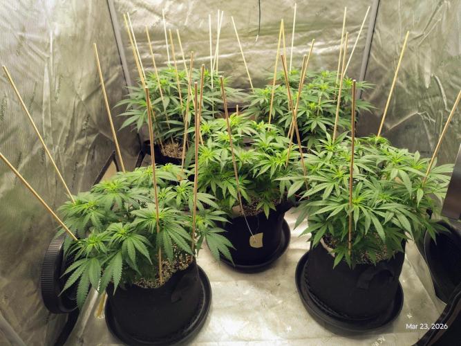 eternity grow cup 2026. Week 10