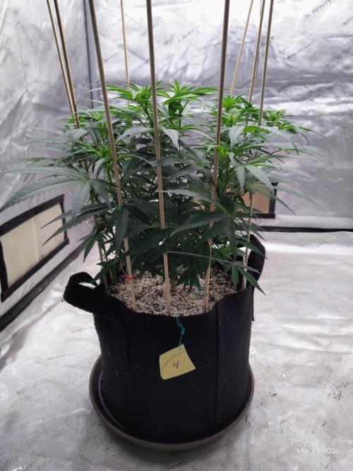 eternity grow cup 2026. Week 10