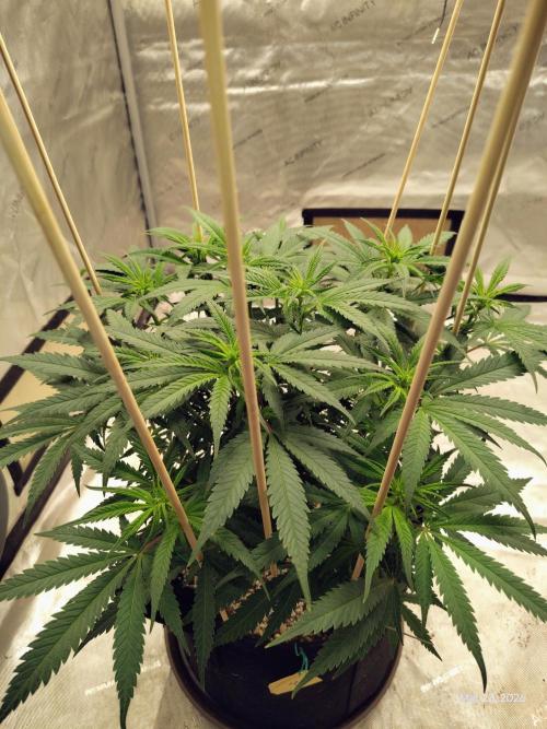 eternity grow cup 2026. Week 10