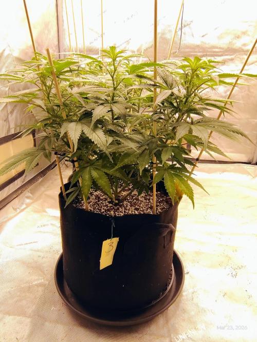 eternity grow cup 2026. Week 10