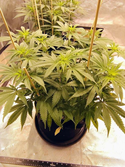 eternity grow cup 2026. Week 10