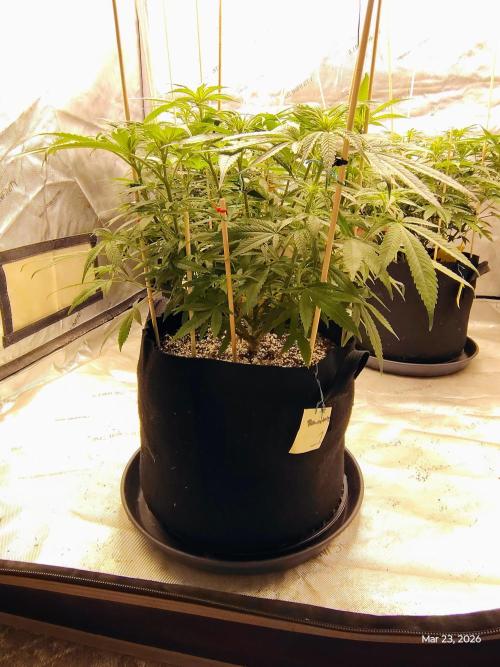 eternity grow cup 2026. Week 10