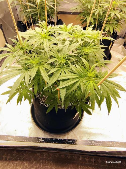 eternity grow cup 2026. Week 10