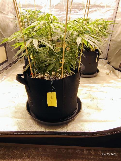 eternity grow cup 2026. Week 10