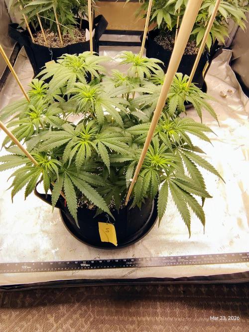 eternity grow cup 2026. Week 10