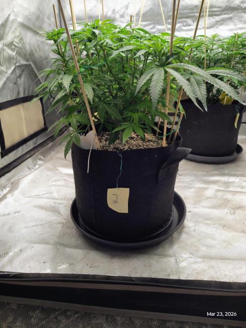 eternity grow cup 2026. Week 10