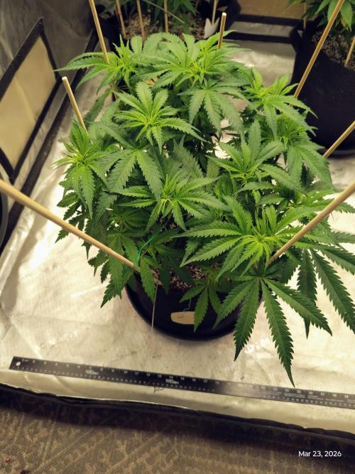 eternity grow cup 2026. Week 10