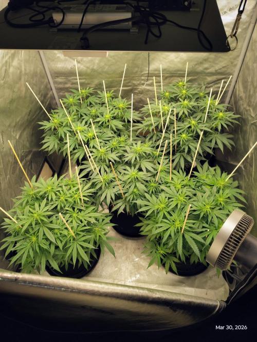 eternity grow cup 2026. Week 11