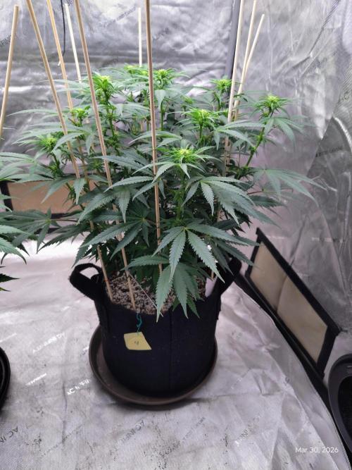 eternity grow cup 2026. Week 11