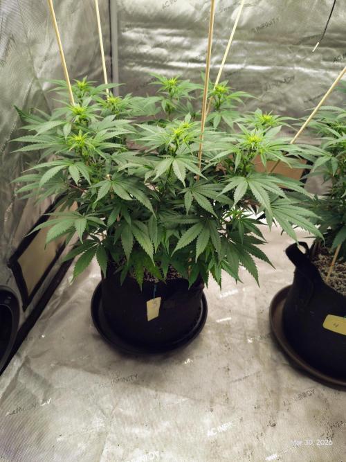 eternity grow cup 2026. Week 11