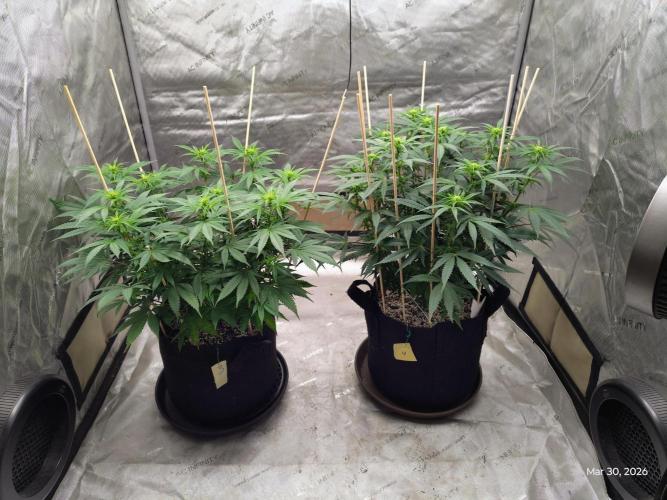 eternity grow cup 2026. Week 11