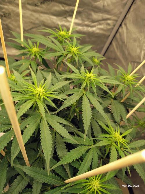 eternity grow cup 2026. Week 11