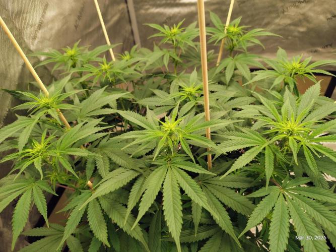 eternity grow cup 2026. Week 11