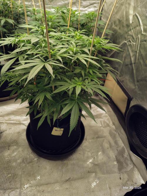 eternity grow cup 2026. Week 11