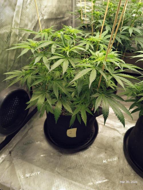 eternity grow cup 2026. Week 11