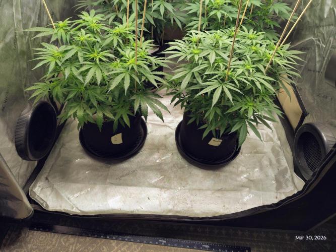 eternity grow cup 2026. Week 11